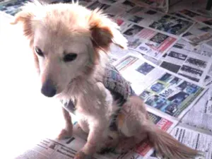Cachorro raça SRD idade 1 ano nome Clarinha