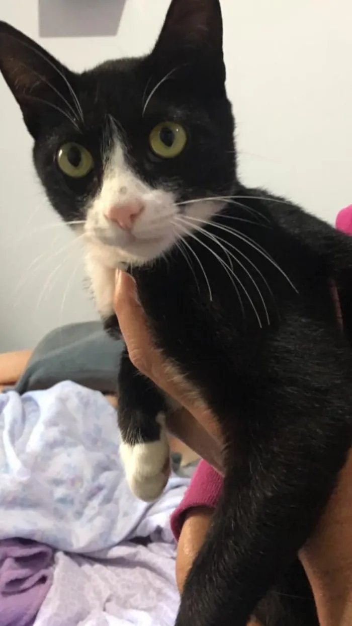 Gato ra a  idade 2 a 6 meses nome Wnisk