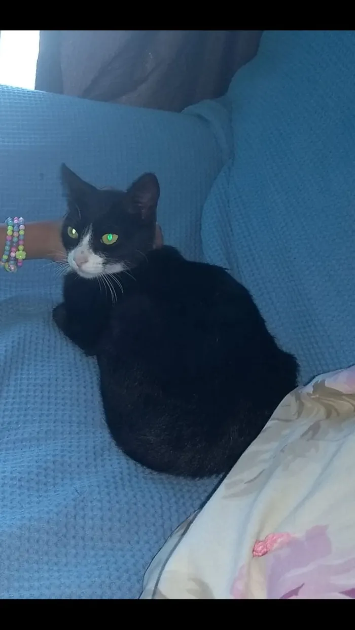 Gato ra a  idade 2 a 6 meses nome Wnisk