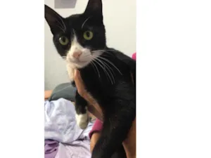 Gato raça  idade 2 a 6 meses nome Wnisk
