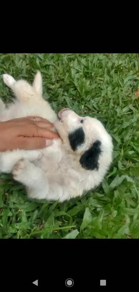Cachorro ra a SRD idade Abaixo de 2 meses nome Sem nome
