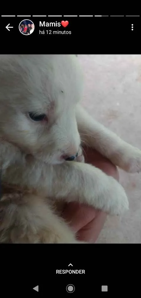 Cachorro ra a SRD idade Abaixo de 2 meses nome Sem nome