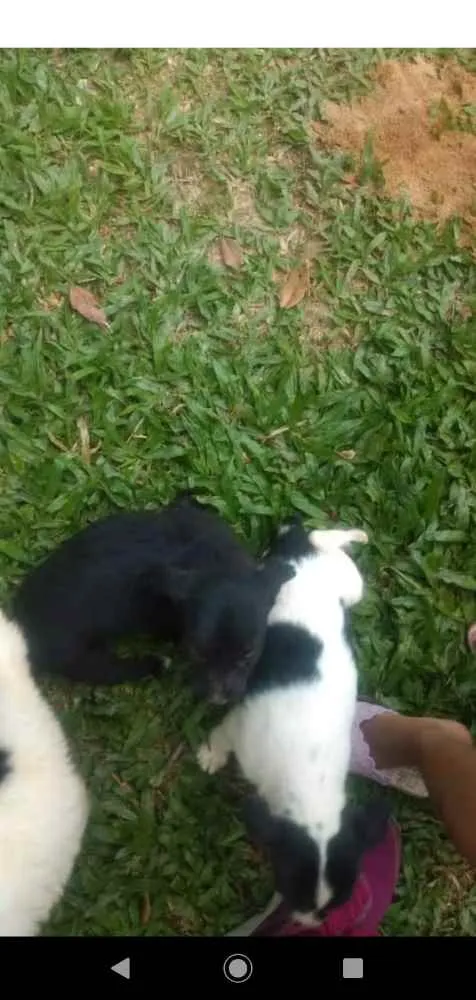 Cachorro ra a SRD idade Abaixo de 2 meses nome Sem nome