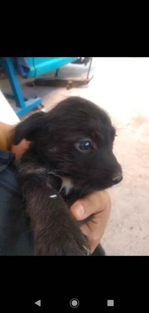 Cachorro ra a SRD idade Abaixo de 2 meses nome Sem nome