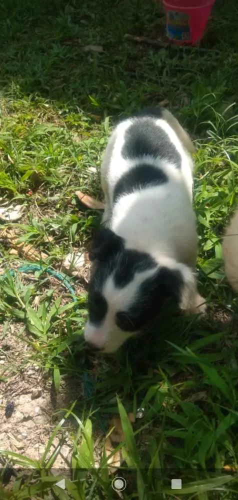 Cachorro ra a SRD idade Abaixo de 2 meses nome Sem nome