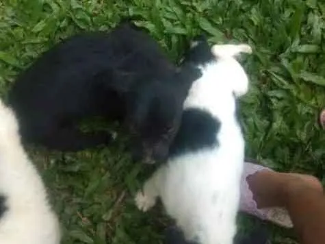 Cachorro ra a SRD idade Abaixo de 2 meses nome Sem nome