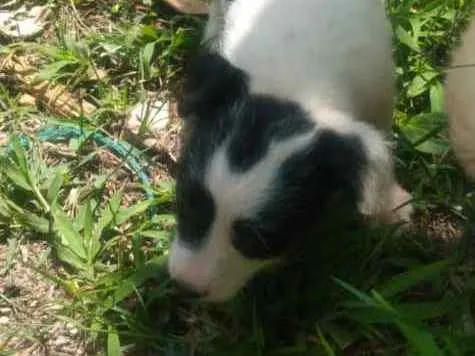 Cachorro ra a SRD idade Abaixo de 2 meses nome Sem nome