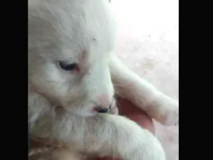 Cachorro raça SRD idade Abaixo de 2 meses nome Sem nome