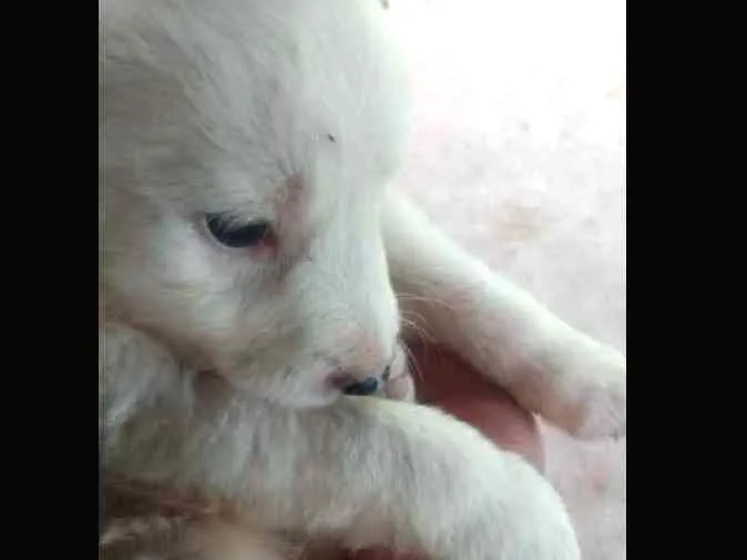 Cachorro ra a SRD idade Abaixo de 2 meses nome Sem nome