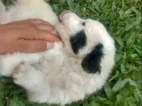 Cachorro ra a SRD idade Abaixo de 2 meses nome Sem nome