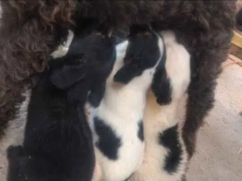 Cachorro ra a SRD idade Abaixo de 2 meses nome Sem nome