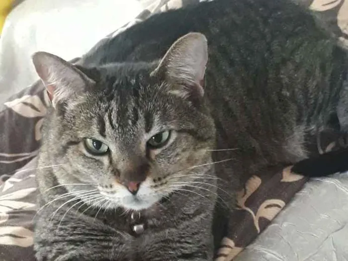 Gato ra a  idade 6 ou mais anos nome Delph