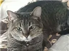 Gato raça  idade 6 ou mais anos nome Delph