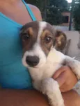 Floquinha e Simba