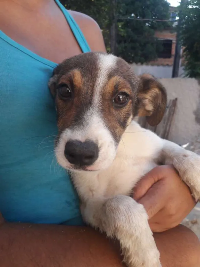 Cachorro raça Vira-Lata idade 2 a 6 meses nome Floquinha e Simba
