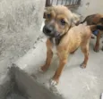 Floquinha e Simba