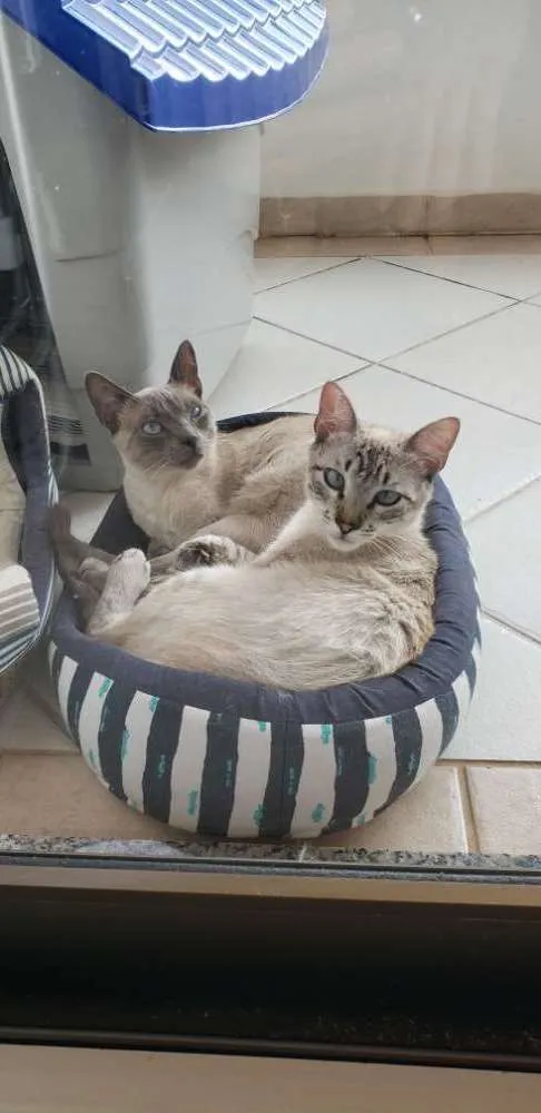 Gato raça Comum e ciamês idade 7 a 11 meses nome Blue
