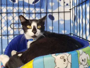 Gato raça SRD idade 3 anos nome Sebastian