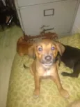 Cachorro raça SRD idade 2 a 6 meses nome Gaia