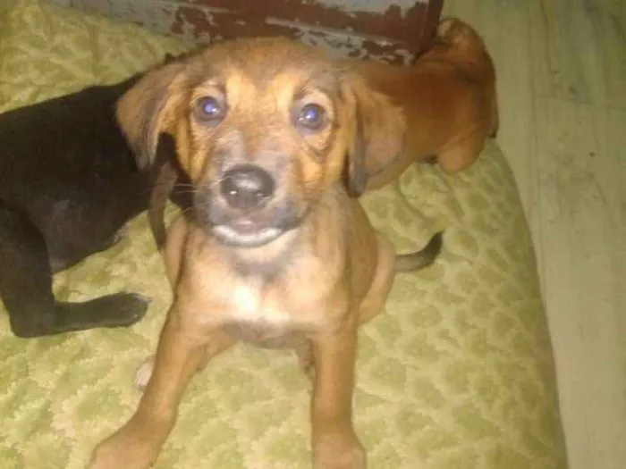 Cachorro raça SRD idade 2 a 6 meses nome Gaia