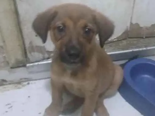 Cachorro raça SRD idade 2 a 6 meses nome Gaia