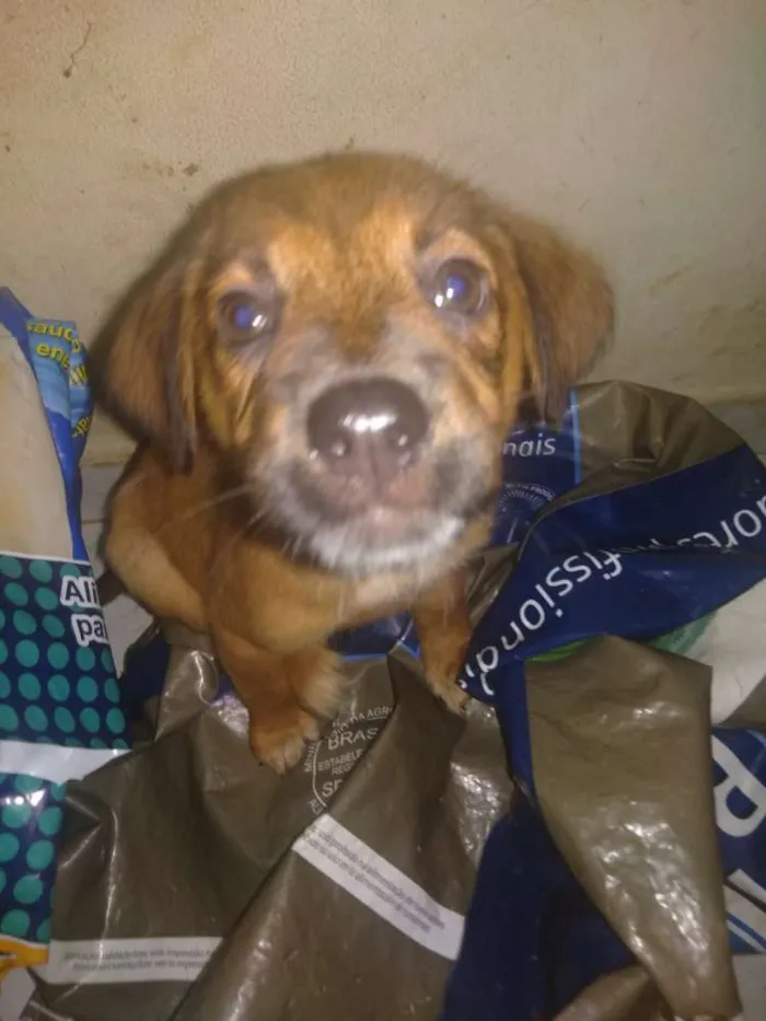 Cachorro raça SRD idade 2 a 6 meses nome Gaia