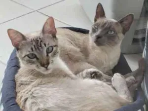 Gato raça Comum e ciamês idade 7 a 11 meses nome Blue