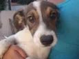Floquinha e Simba