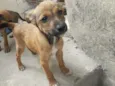 Floquinha e Simba