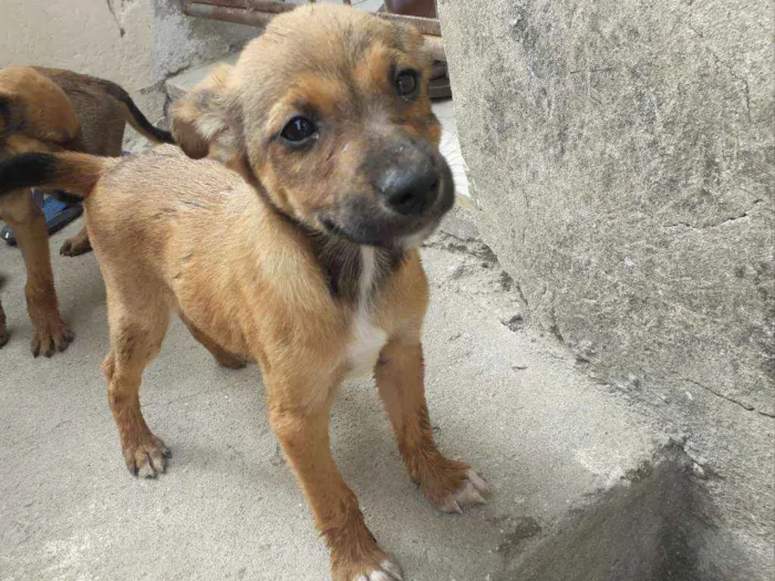 Cachorro raça Vira-Lata idade 2 a 6 meses nome Floquinha e Simba