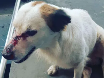Cachorro raça SRD idade 2 anos nome Desconhecido