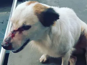 Cachorro raça SRD idade 2 anos nome Desconhecido
