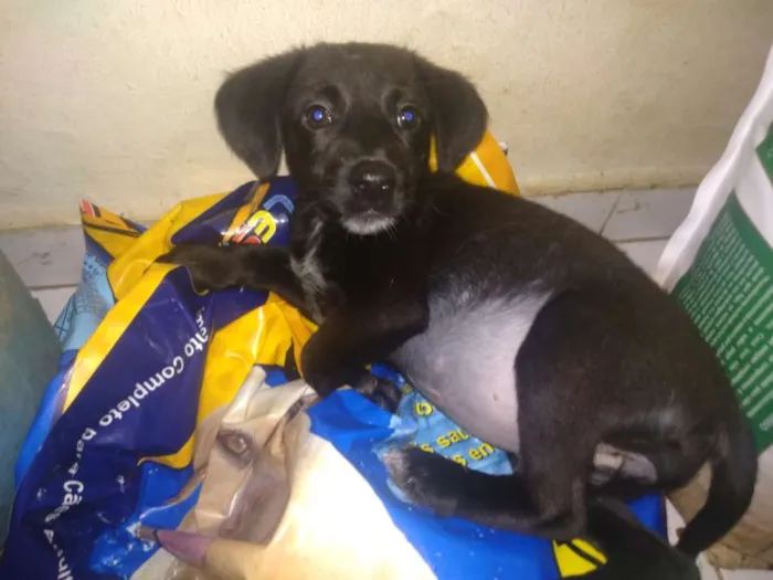 Cachorro ra a SRD idade 2 a 6 meses nome Angel