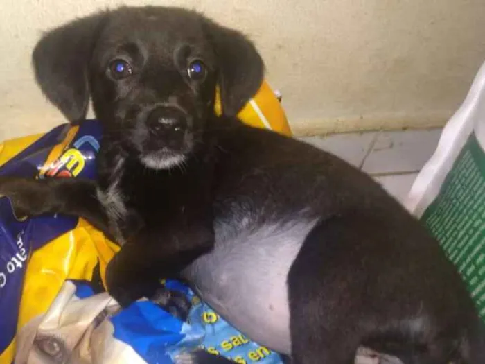 Cachorro ra a SRD idade 2 a 6 meses nome Angel