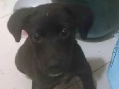 Cachorro ra a SRD idade 2 a 6 meses nome Angel