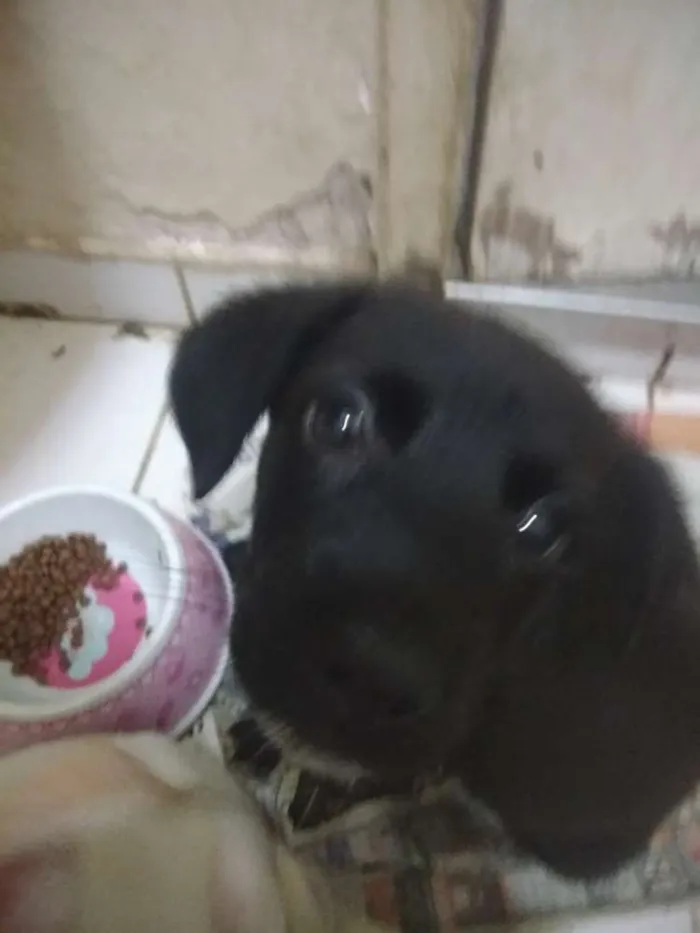 Cachorro ra a SRD idade 2 a 6 meses nome Angel