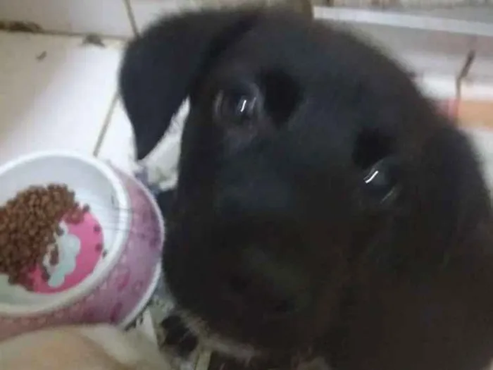 Cachorro ra a SRD idade 2 a 6 meses nome Angel