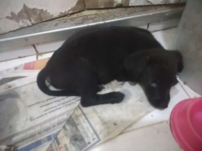 Cachorro ra a SRD idade 2 a 6 meses nome Angel