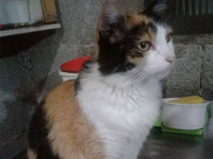 Gato raça Srd idade 2 anos nome Bela