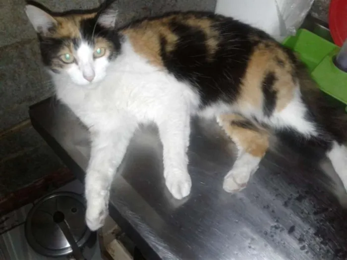 Gato raça Srd idade 2 anos nome Bela