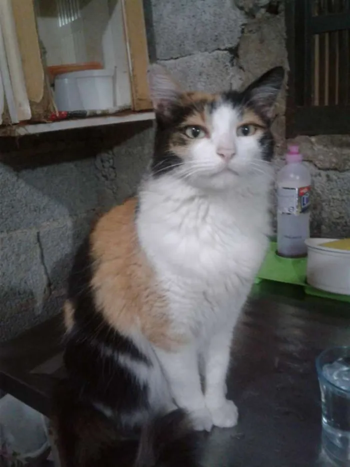 Gato raça Srd idade 2 anos nome Bela