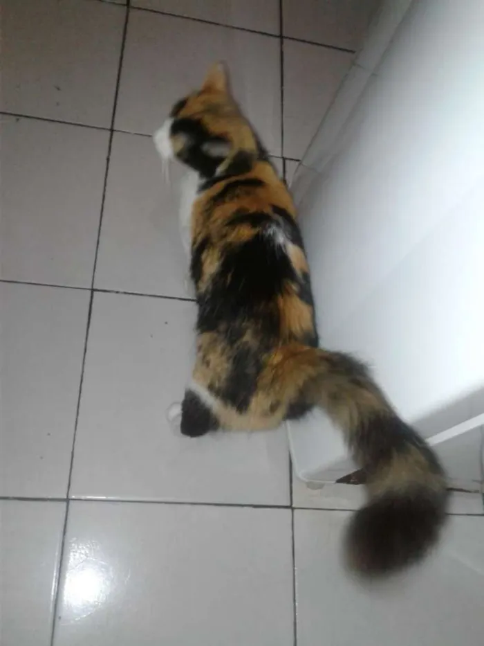 Gato raça Srd idade 2 anos nome Bela