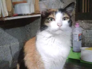Gato raça Srd idade 2 anos nome Bela