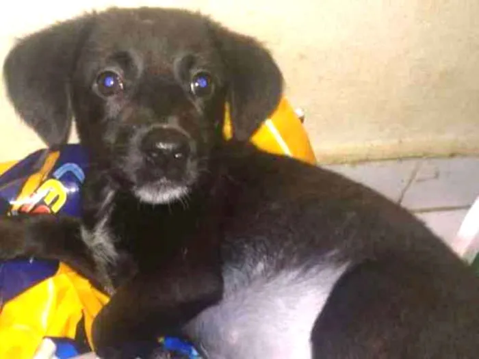Cachorro ra a SRD idade 2 a 6 meses nome Angel