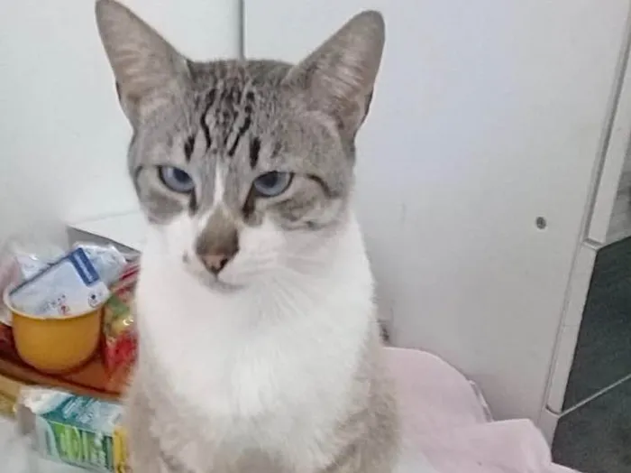 Gato raça Siames com rajado , um lindo ! idade 1 ano nome Apolo lindo e fofo 