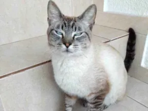 Gato raça Siames e rajado  idade 7 a 11 meses nome Adônis maravilhoso 