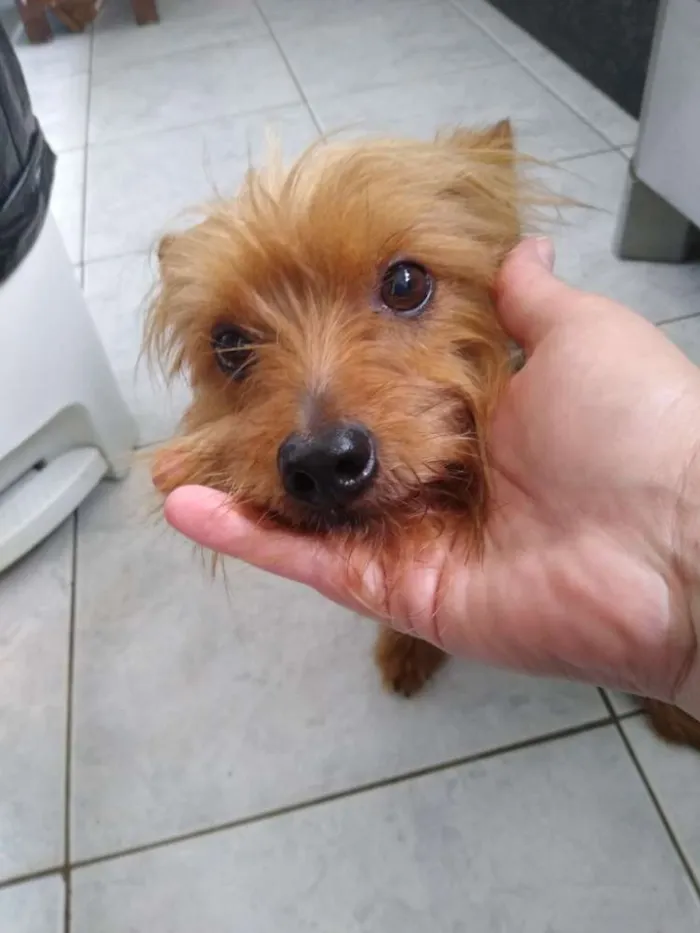 Cachorro ra a Yorkshire idade 4 anos nome Não sei 