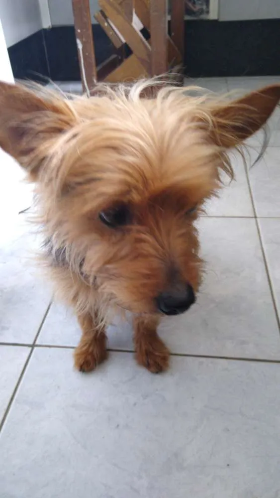 Cachorro ra a Yorkshire idade 4 anos nome Não sei 