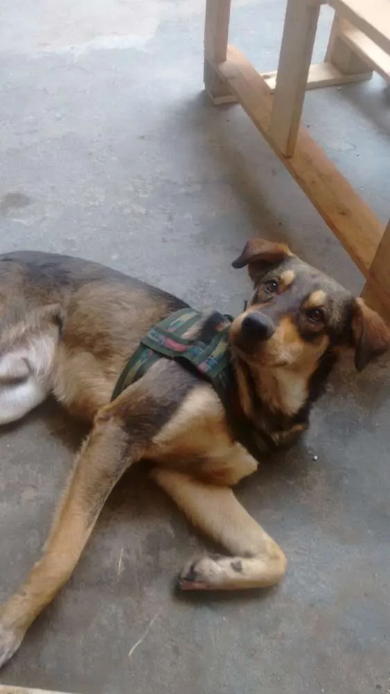 Cachorro ra a Misto idade 7 a 11 meses nome Ragnar