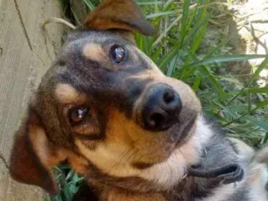 Cachorro raça Misto idade 7 a 11 meses nome Ragnar